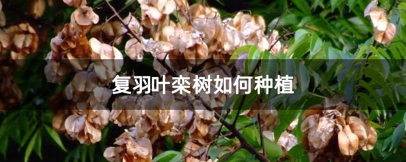 复羽叶栾树如何种植