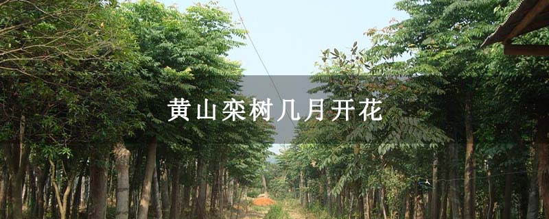 黄山栾树几月开花