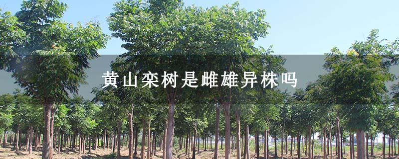 黄山栾树是雌雄异株吗