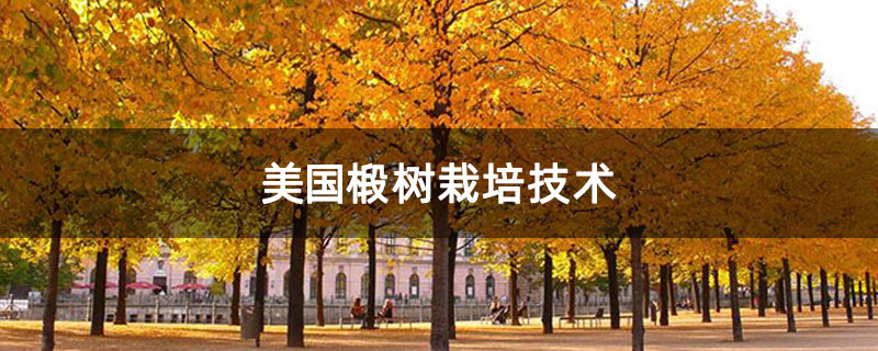 美国椴树栽培技术