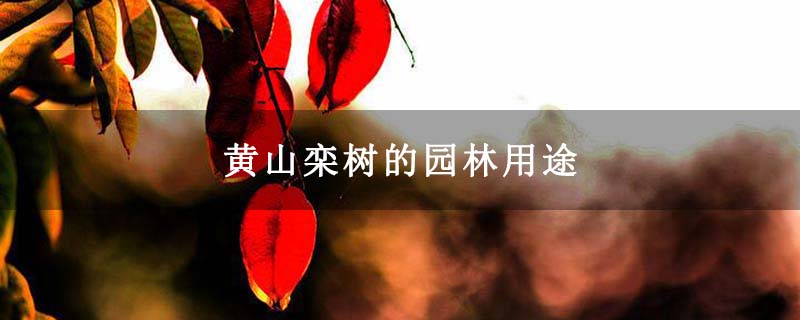 黄山栾树的园林用途