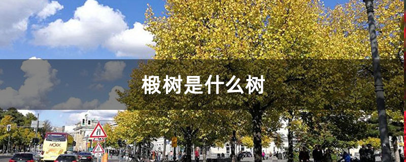 椴树是什么树