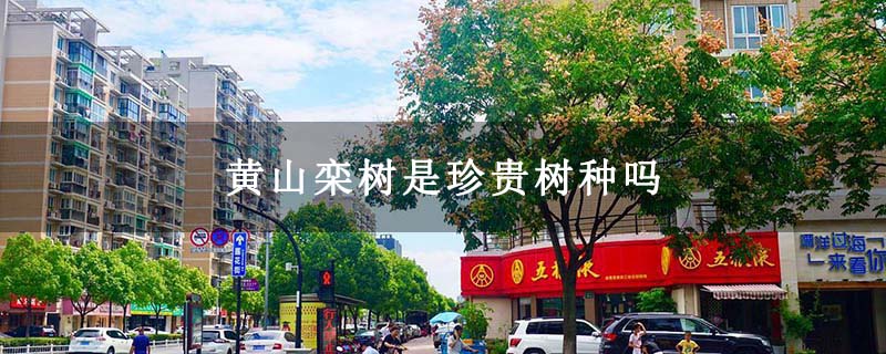 黄山栾树是珍贵树种吗