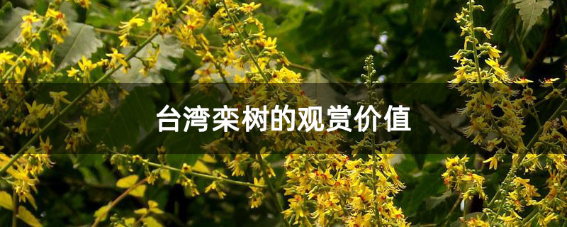 台湾栾树的观赏价值