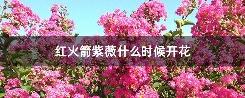 红火箭紫薇什么时候开花