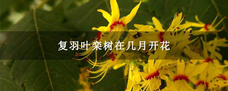 复羽叶栾树在几月开花