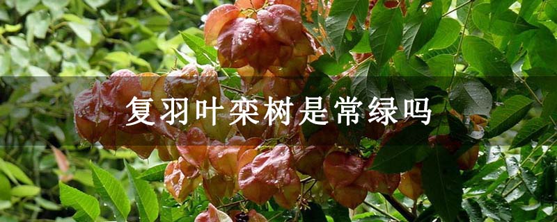 复羽叶栾树是常绿吗