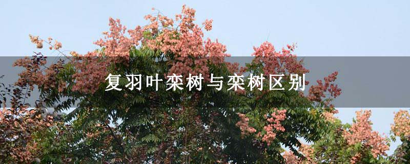 复羽叶栾树与栾树区别