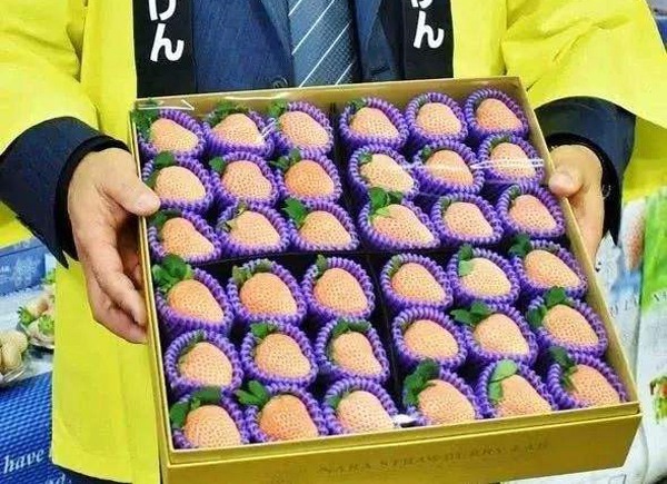 日本天价草莓