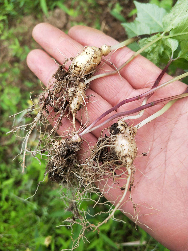 怎么栽培三七苗?三七苗种植技术方法