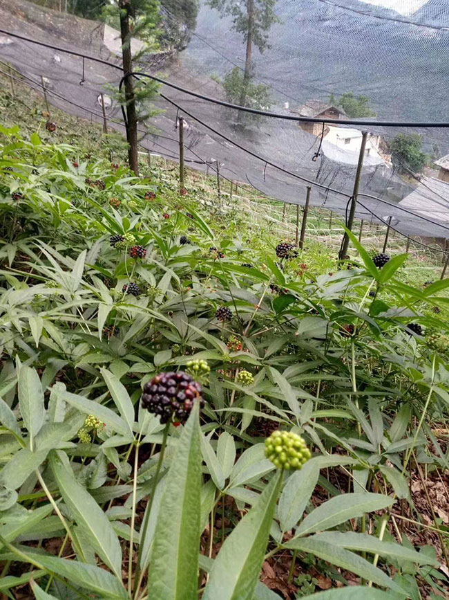 三七苗