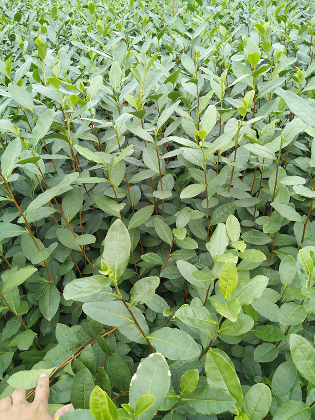 茶叶苗怎样种植？茶苗种植技术