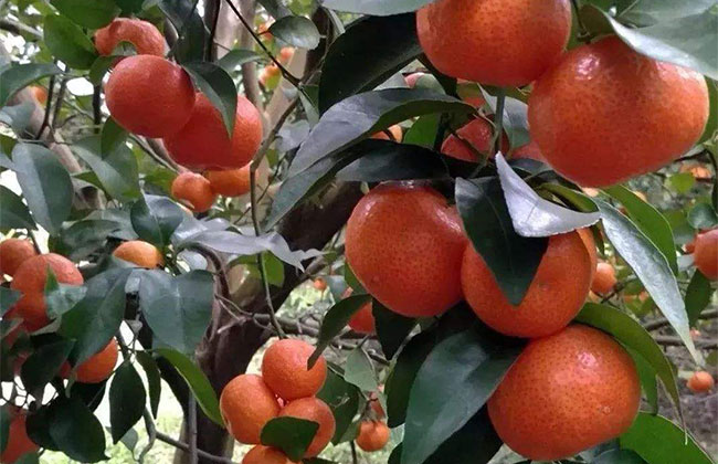 砂糖橘冬季价格遇冷，明年还能种植吗？