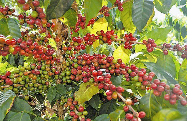 咖啡豆多少钱一棵?2020年咖啡豆价格表最新行情预测