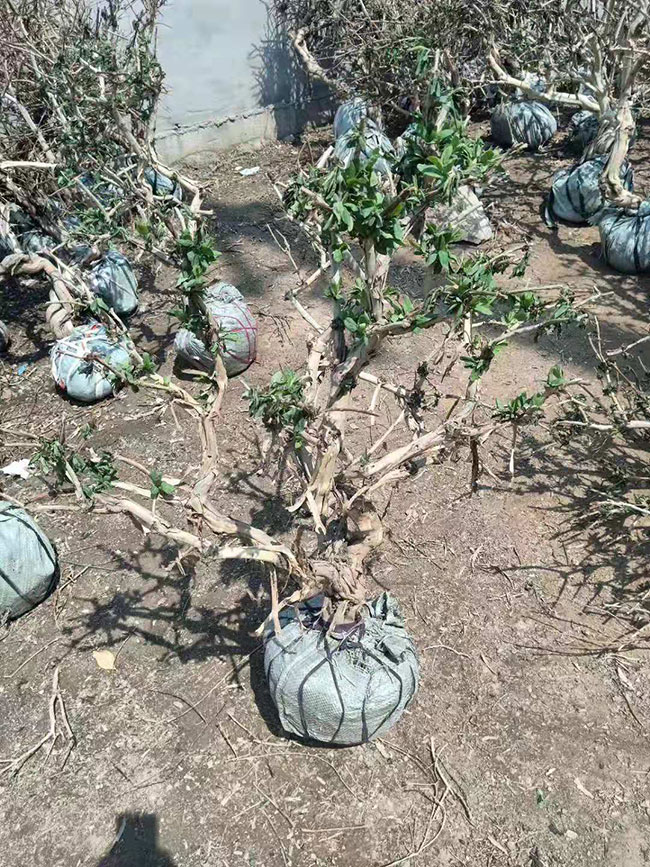 金银花苗