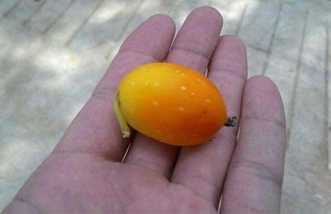 红香果