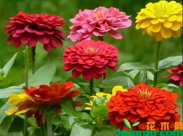百日草花期