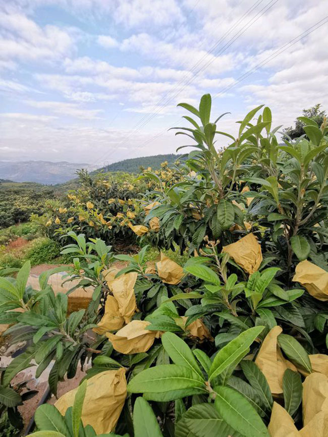 枇杷花
