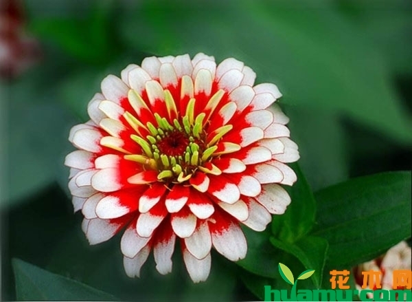 百日草