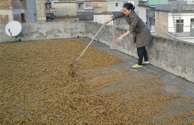 枇杷花