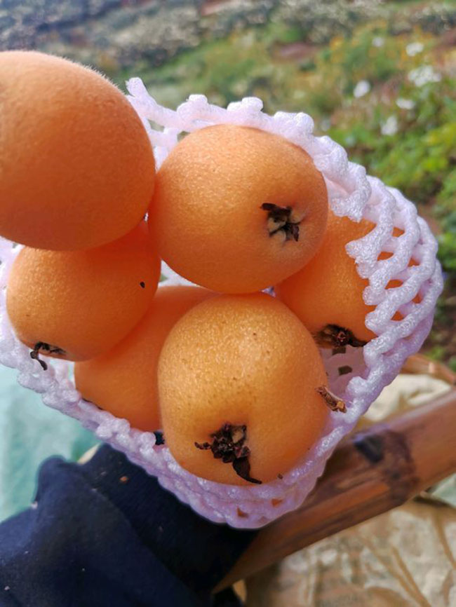 枇杷