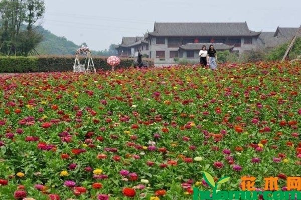 百日草