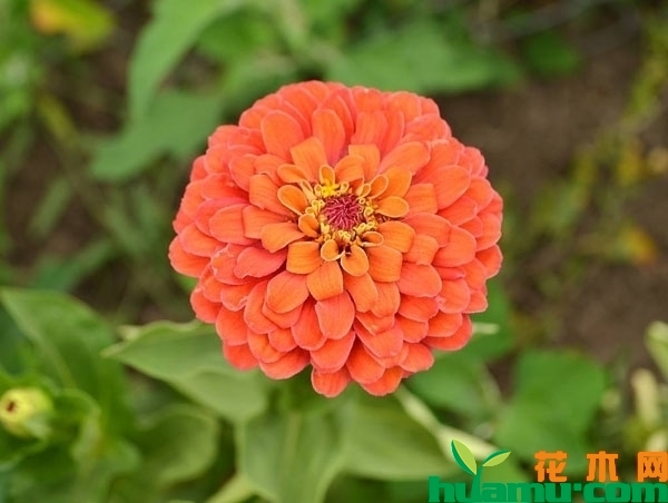百日草