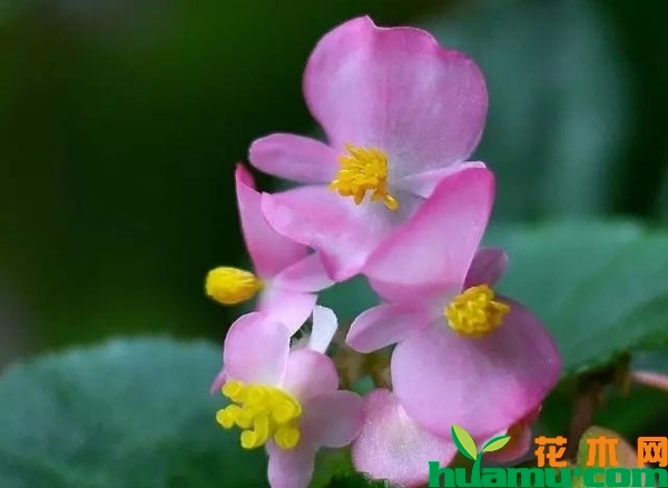 四季海棠花