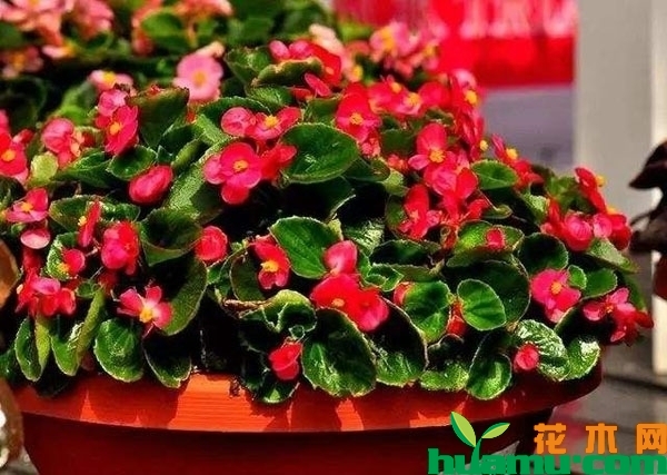 四季海棠花期