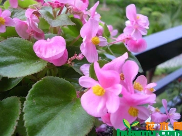 四季海棠花期