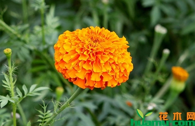 万寿菊 万寿菊