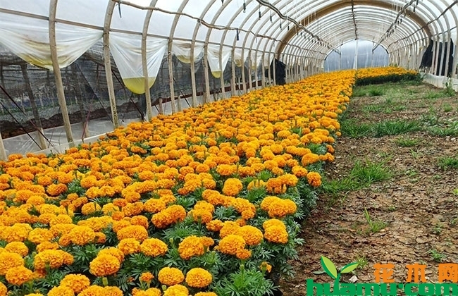 万寿菊 万寿菊