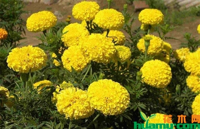 万寿菊 万寿菊