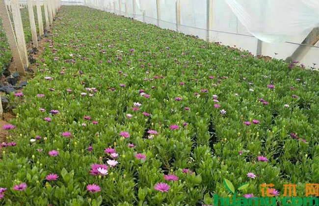 非洲万寿菊 非洲万寿菊