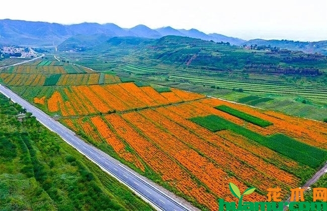 芳香万寿菊