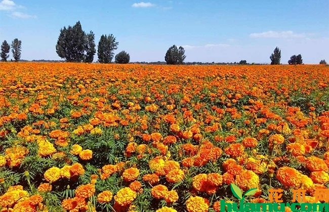 芳香万寿菊 芳香万寿菊