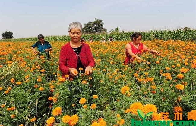 芳香万寿菊 芳香万寿菊