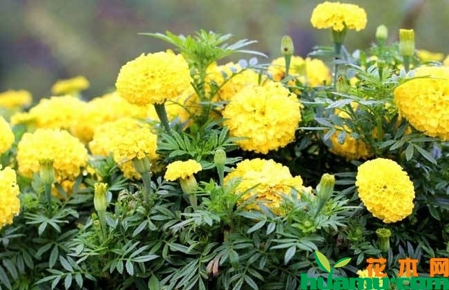 芳香万寿菊 芳香万寿菊