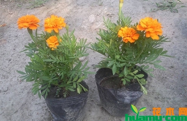 芳香万寿菊 芳香万寿菊