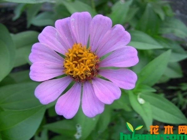 小百日草
