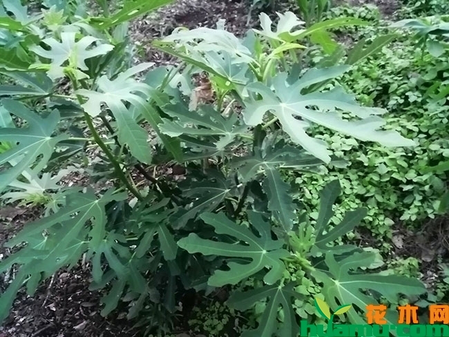新疆无花果怎么样？新疆早黄无花果苗多少钱一棵？