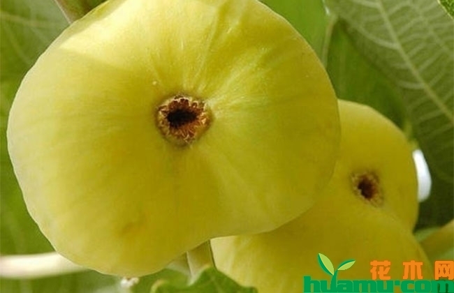新疆早黄无花果 新疆早黄无花果