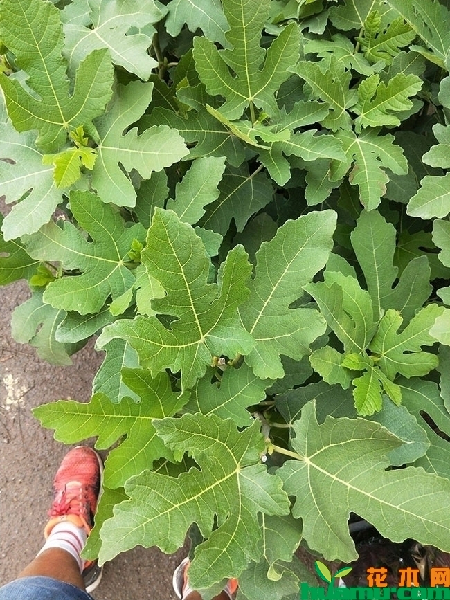 无花果