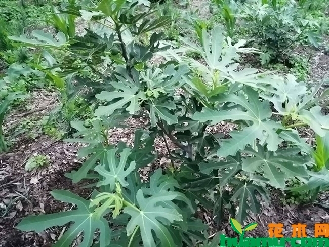 无花果