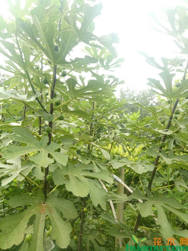 以色列无花果苗