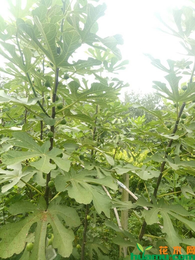 映日红无花果苗
