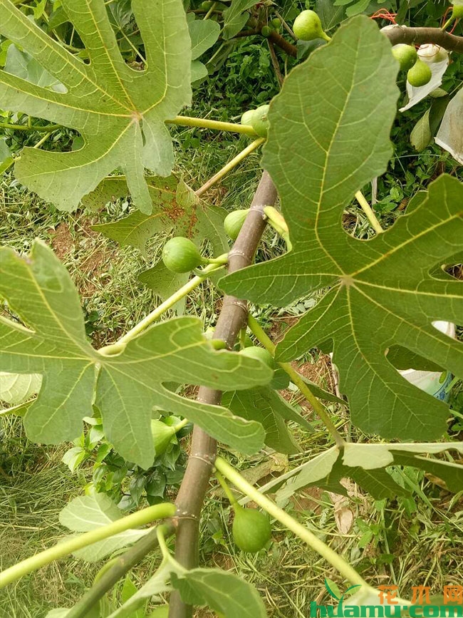 以色列无花果苗