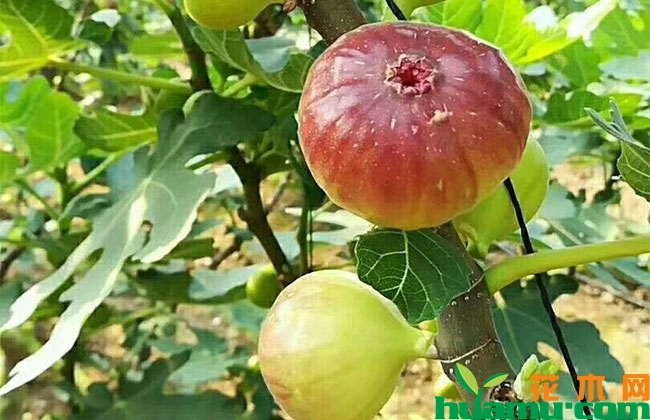 无花果