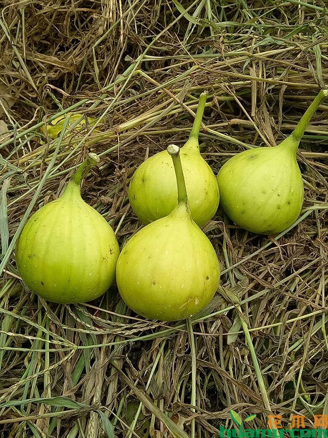 以色列无花果苗