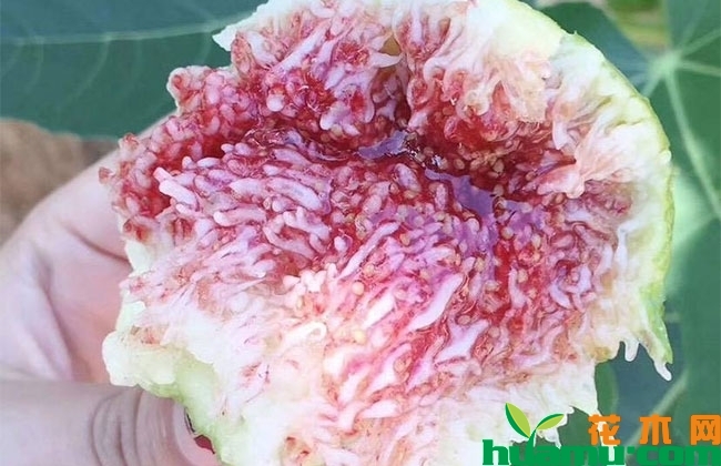 紫宝无花果苗
